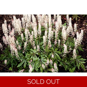 Tiarella 'Candy Striper'